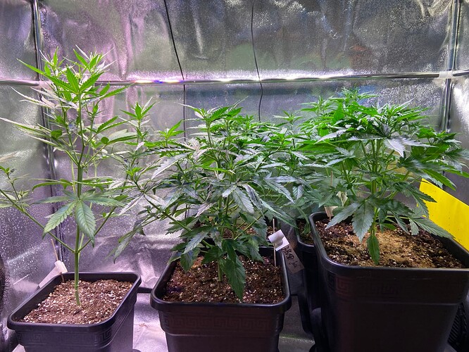 Growreport Bild 3