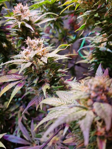 Growreport Bild 36