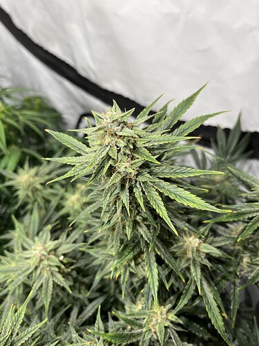Growreport Bild 4