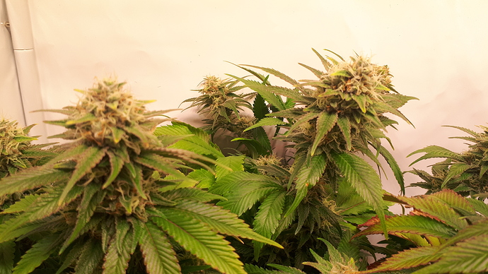Growreport Bild 11