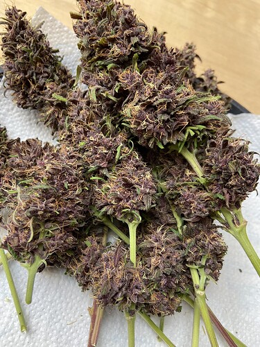Growreport Bild 12