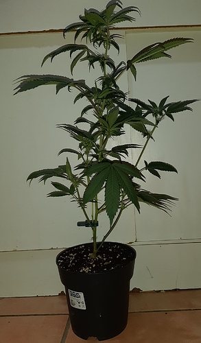 Growreport Bild 2