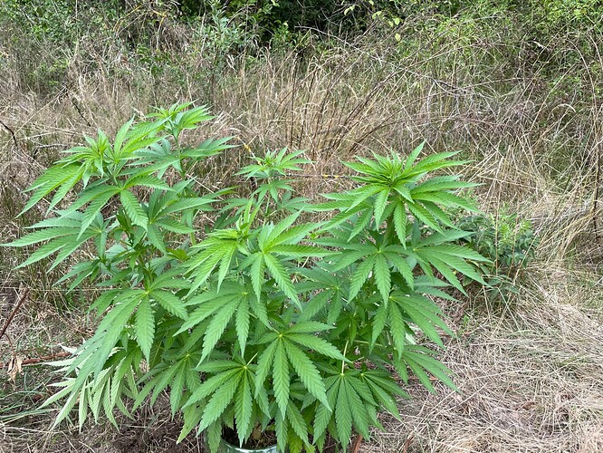 Growreport Bild 31