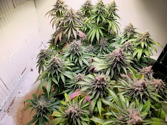 Growreport Bild 17