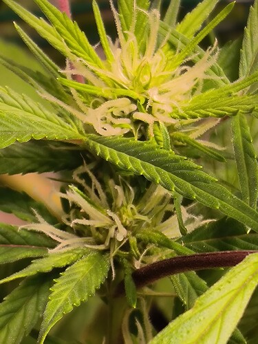 Growreport Bild 1