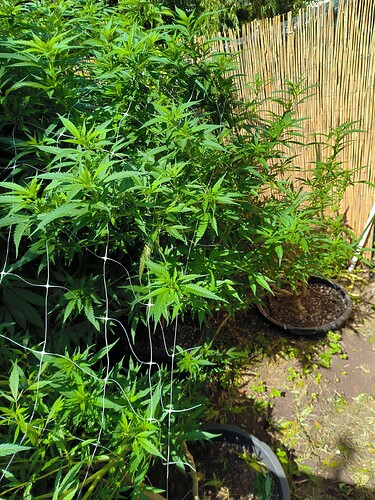 Growreport Bild 3