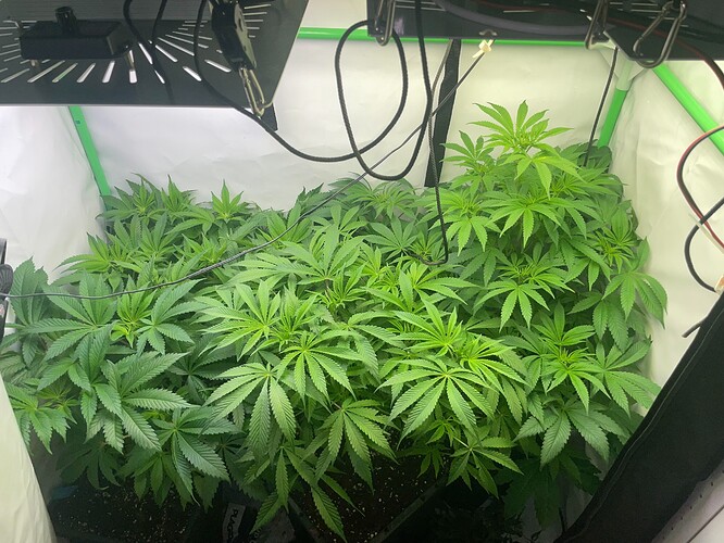 Growreport Bild 2