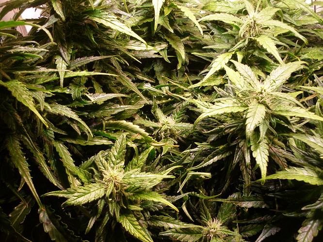 Growreport Bild 1