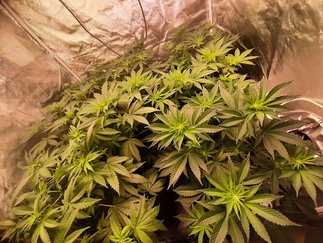 Growreport Bild 1
