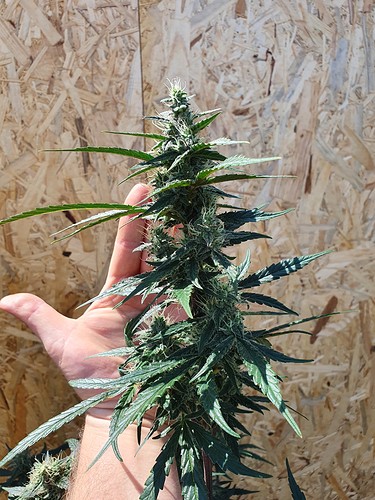 Growreport Bild 4