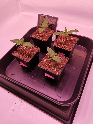 Growreport Bild 4
