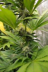 Growreport Bild 8