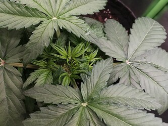 Growreport Bild 112