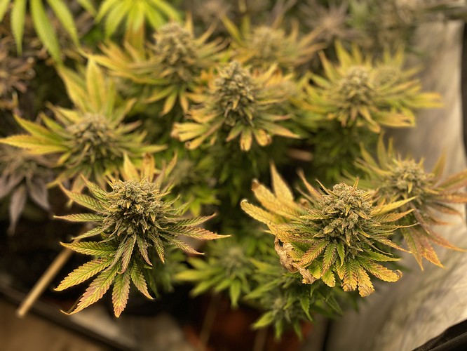 Growreport Bild 12