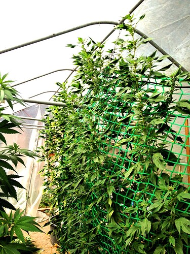 Growreport Bild 12