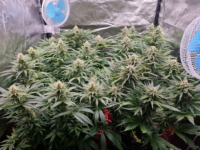 Growreport Bild 29