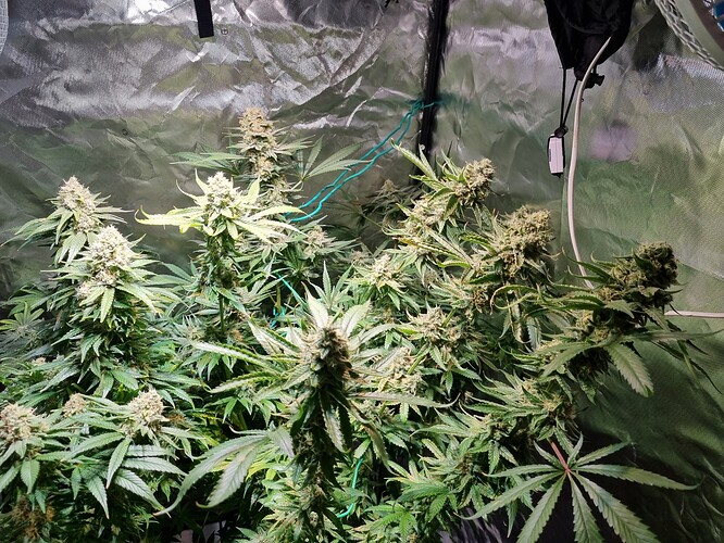 Growreport Bild 9