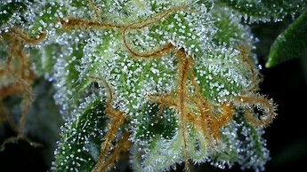 Growreport Bild 22