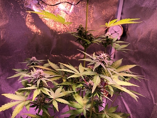 Growreport Bild 13