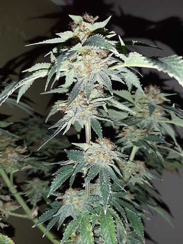 Growreport Bild 3