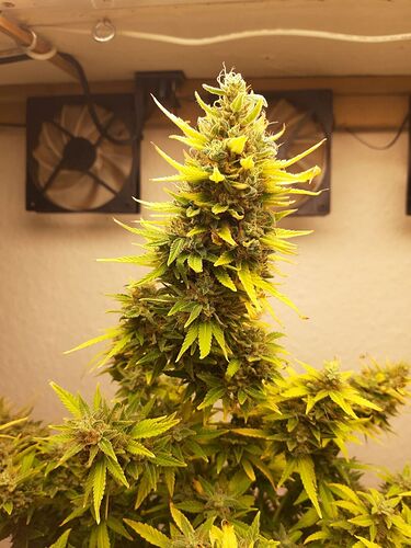 Growreport Bild 2
