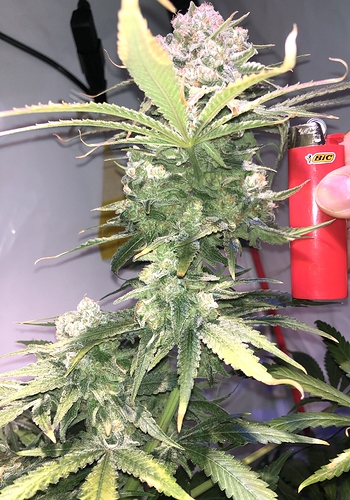 Growreport Bild 6