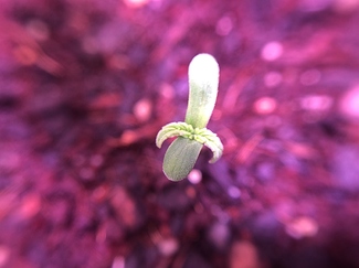 Growreport Bild 7