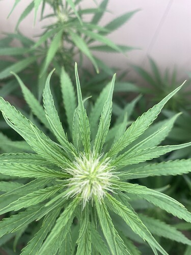 Growreport Bild 2