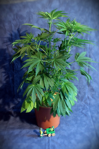 Growreport Bild 1