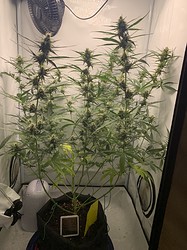 Growreport Bild 8