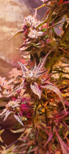 Growreport Bild 26