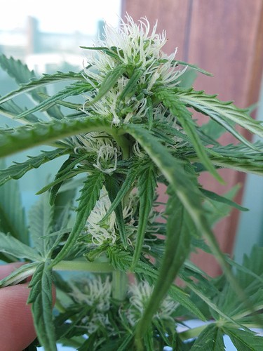 Growreport Bild 10