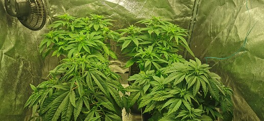Growreport Bild 16