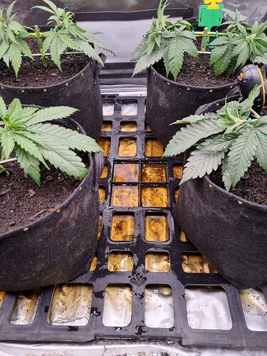 Growreport Bild 38