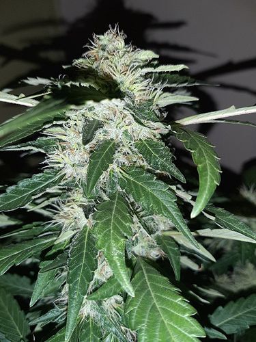 Growreport Bild 3