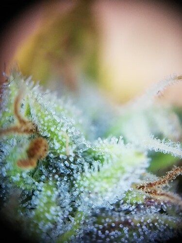 GG#1_240104-8