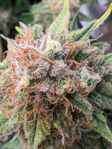 Growreport Bild 3