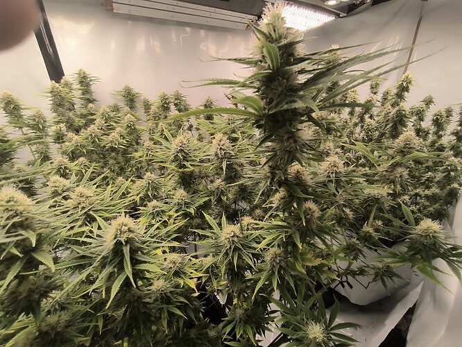 Growreport Bild 7