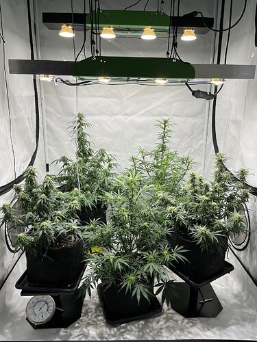 Growreport Bild 34