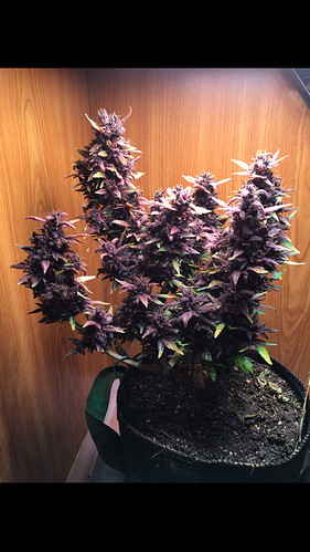 Growreport Bild 15