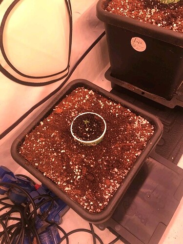 obscura1659377677997