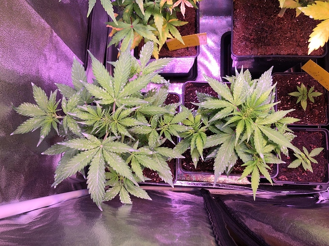 Growreport Bild 15