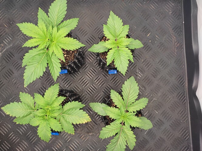 Growreport Bild 16