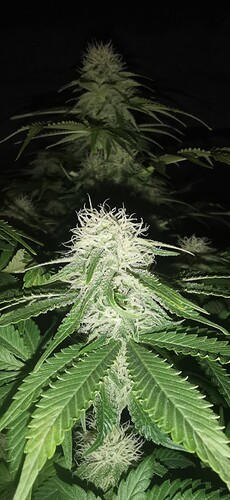 Growreport Bild 27