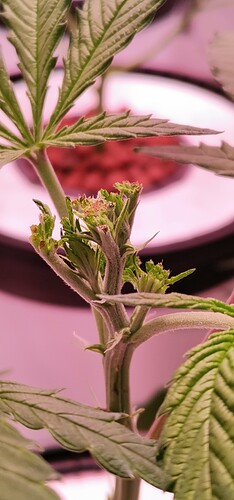 IMG_20220129_130318_1