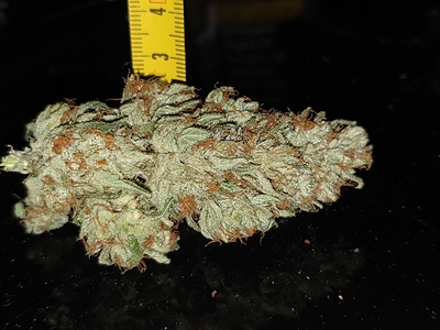 Growreport Bild 14