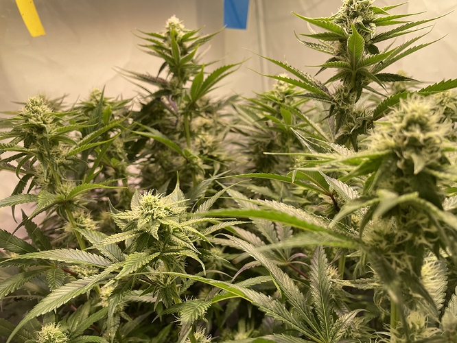 Growreport Bild 2