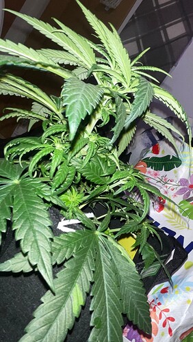 Growreport Bild 29