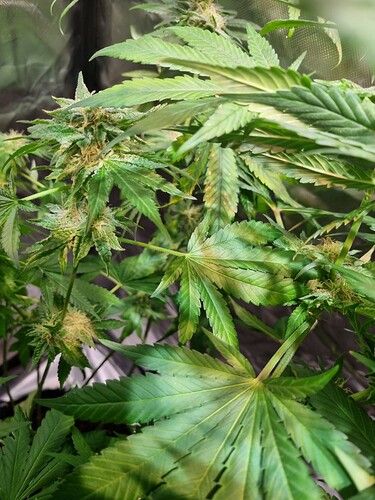 Growreport Bild 28