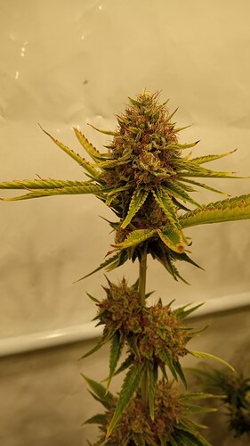 Growreport Bild 4
